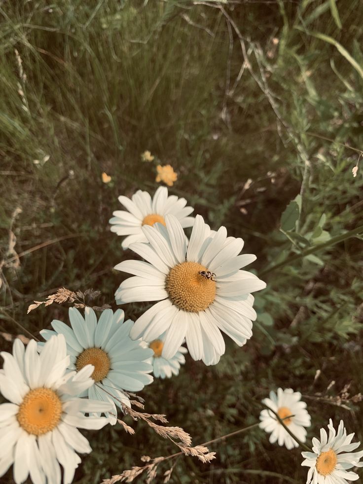 Wild Daisies in Bloom – Digital Download Photography