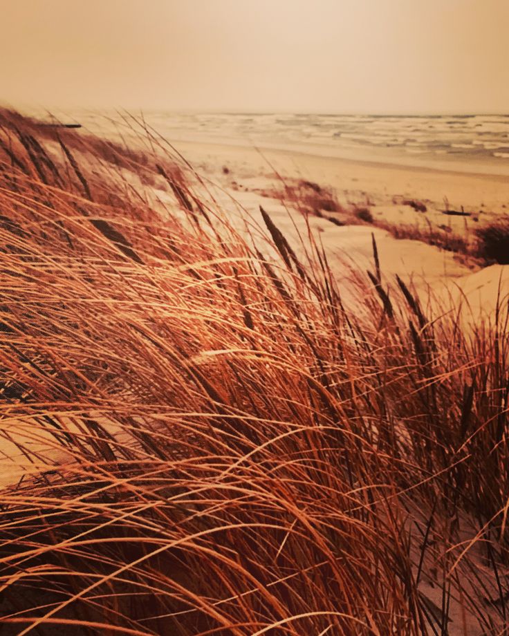 Golden Dunes – Digital Download Photography