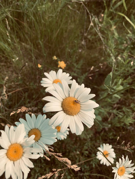 Wild Daisies in Bloom – Digital Download Photography