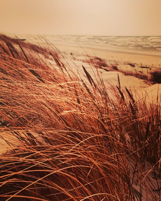 Golden Dunes – Digital Download Photography