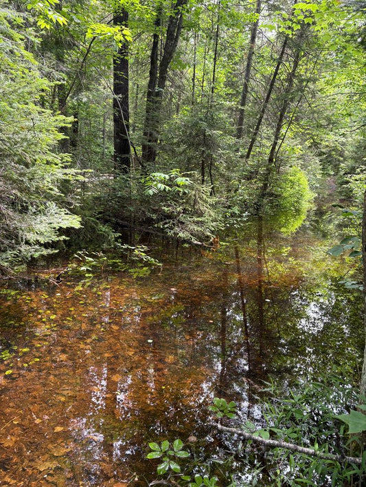 Forest Reflections – Digital Download Photography